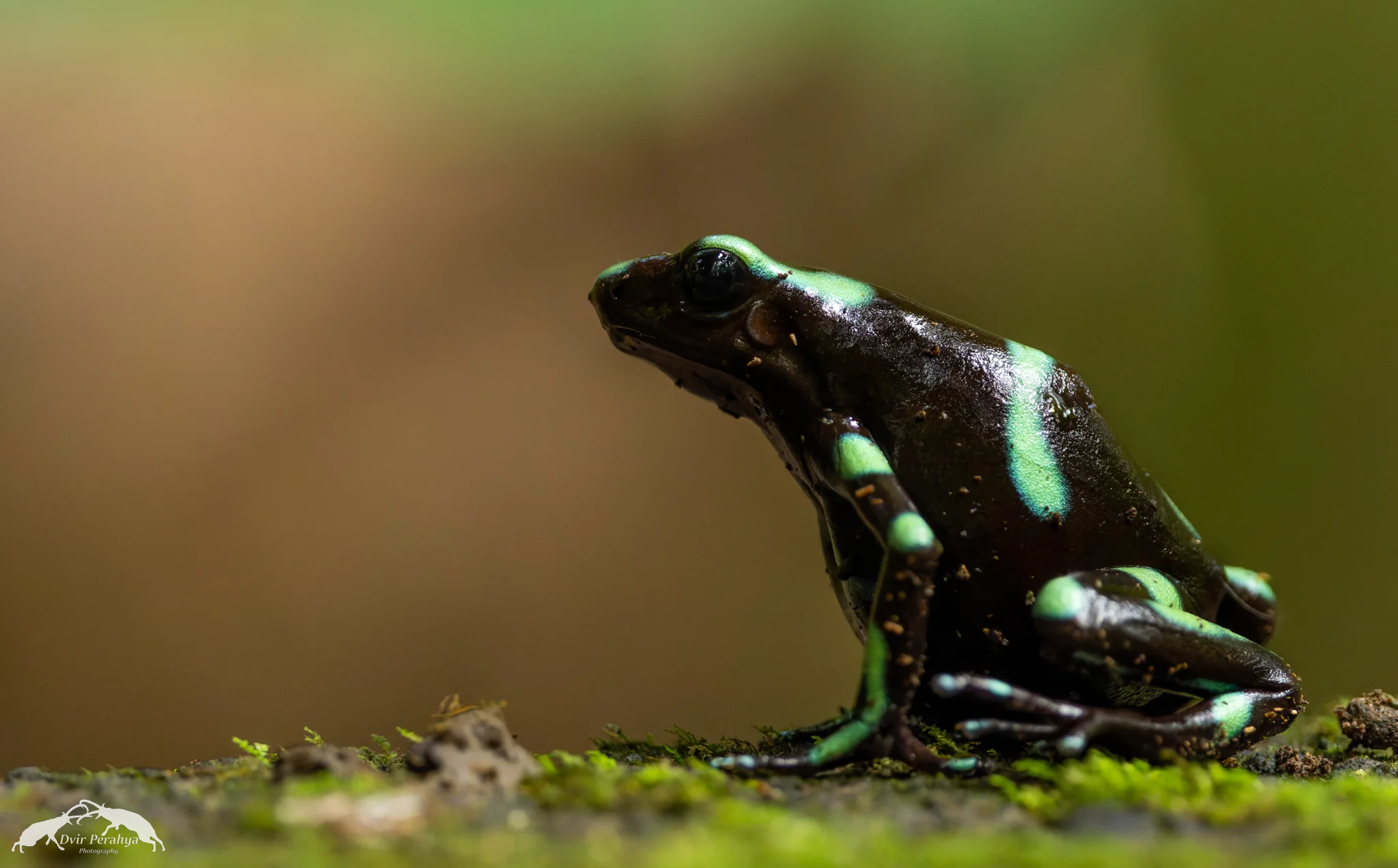 Green poison dart frog, Rainmaker
